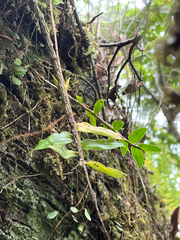 Dendrobium chameleon, photograph author not stated, no rights reserved