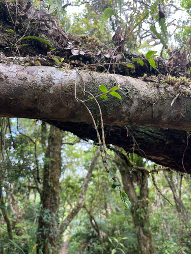 Dendrobium chameleon, photograph 3