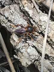 Teuchocnemis bacuntius