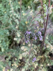 Phacelia coerulea
