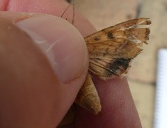 Helicoverpa armigera conferta