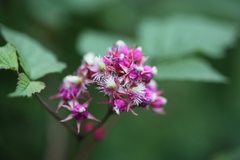 Rubus mesogaeus