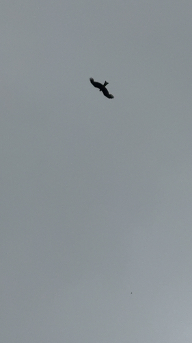 Black Kite
