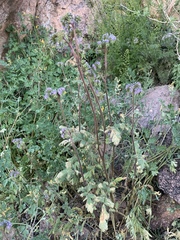 Phacelia coerulea