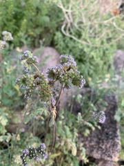 Phacelia coerulea