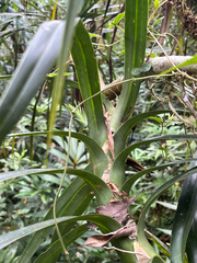 Freycinetia formosana, photograph author not stated, no rights reserved