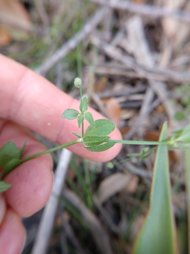 Image of Galium texense by (c) Cleveland Powell, some rights reserved (CC BY)