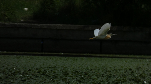 iNaturalist image