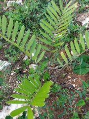 Zamia integrifolia