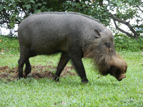 Western Bearded Pig (Sus barbatus) · iNaturalist