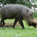 Western Bearded Pig - Photo (c) Kai Squires, some rights reserved (CC BY), uploaded by Kai Squires