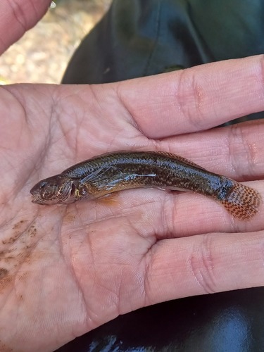 Spottail darter (Etheostoma squamiceps) — Percidae — 2