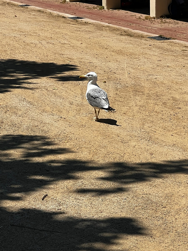 Yellow-legged Gull