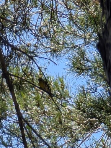 European Serin