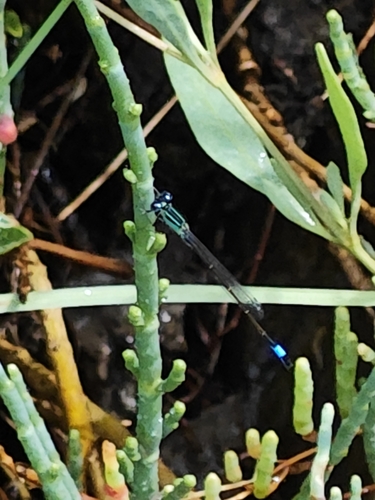 Blue-tailed Damselfly