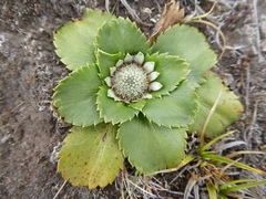 Eryngium humile