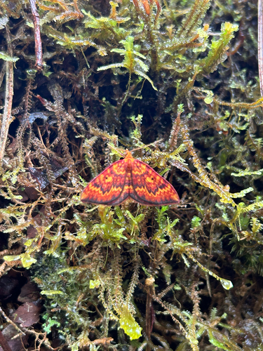 Kauaiina ioxantha observed 2025-05-24