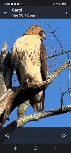 Red-tailed Hawk observed by bwest96