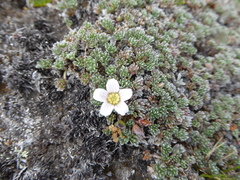Geranium ecuadoriense