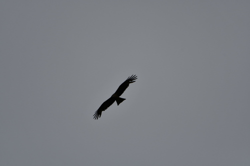 Black Kite