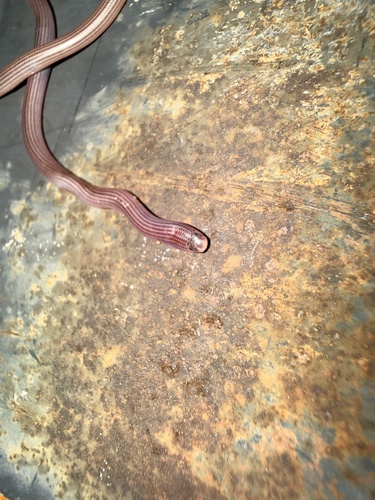 Faint-striped Blind Snake