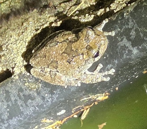 Gray Treefrog observed by painted-turtle