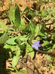 Wahlenbergia marginata