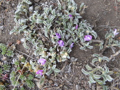 Astragalus geminiflorus