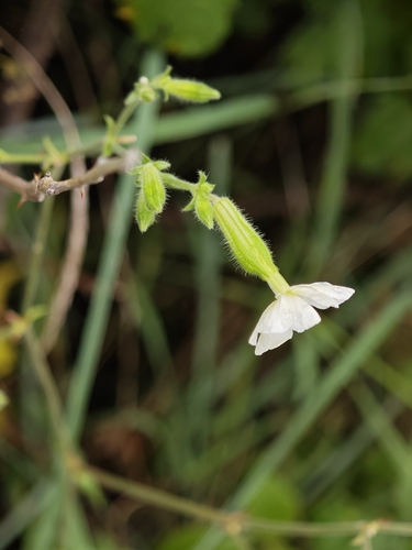 white campion
