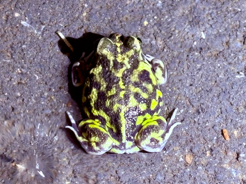Painted Trilling Frog
