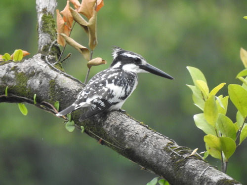 iNaturalist: (c) Oluwadamilare Ajayi, some rights reserved (CC BY-NC), uploaded by Oluwadamilare Ajayi iNaturalist image