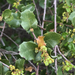 Nuttall's Scrub Oak - Photo (c) Christian Schwarz, some rights reserved (CC BY-NC)