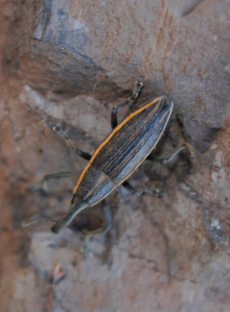 Lixus porcatus