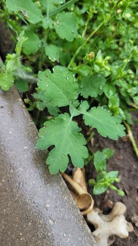 Greater celandine