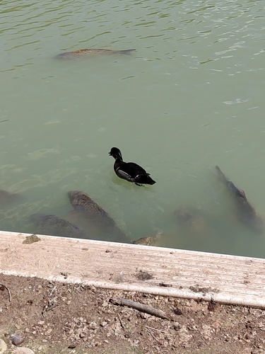 Wood Duck observed by anonimouspug
