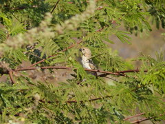 Sporophila albogularis