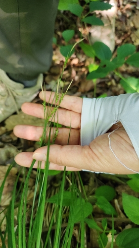 Carex polyschoena iNat (3)
