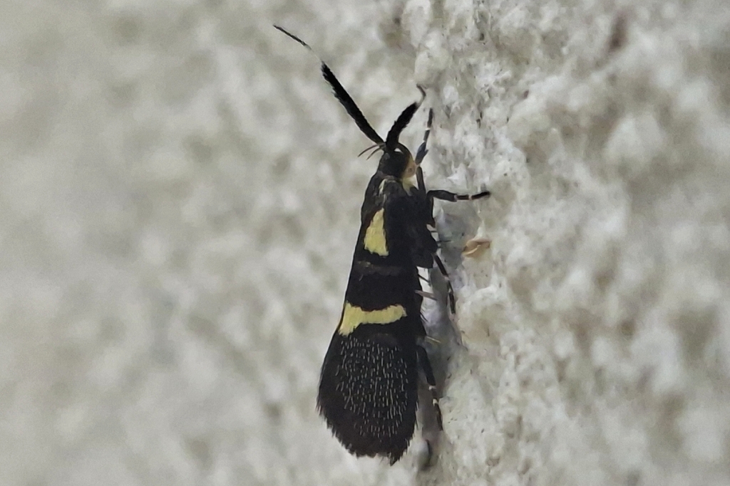 Dafa oliviella