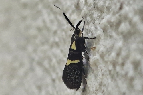 Dafa oliviella