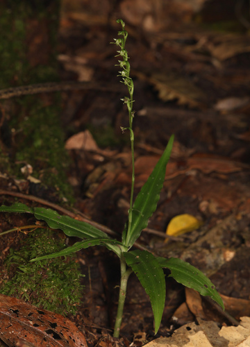 Peristylus chlorandrellus