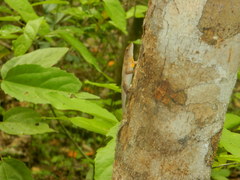 Anolis tropidonotus