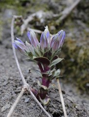 Gentiana zollingeri