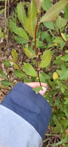 Rusty Willow