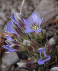 Gentiana zollingeri