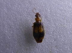 Trigonothops pacifica