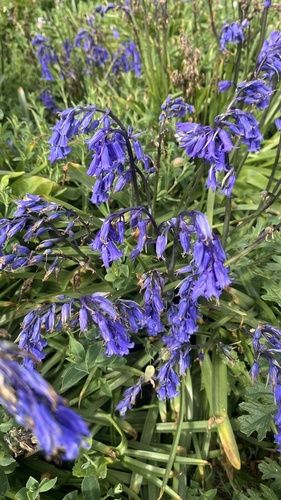 bluebell