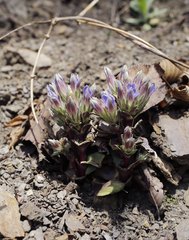 Gentiana zollingeri