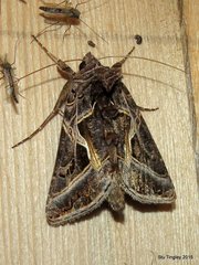 Autographa flagellum