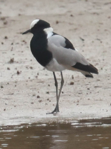 iNaturalist image