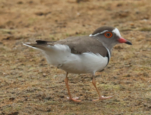 iNaturalist image